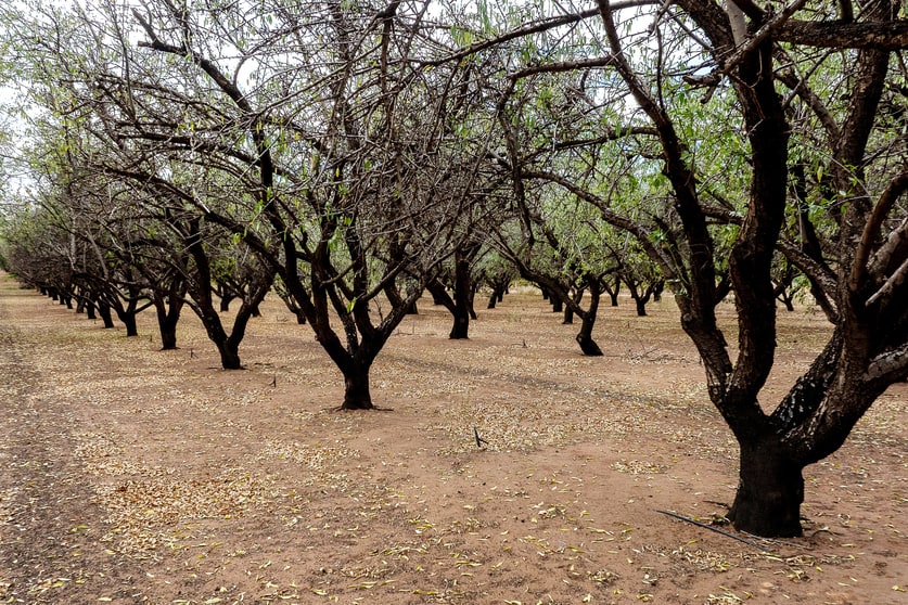 Click to view all images Lot 1 Briers Road Loxton SA 5333 - Image 3