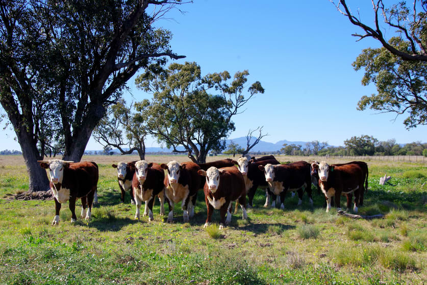 Click to view all images 625 Logans Lane Narrabri NSW 2390 - Image 1