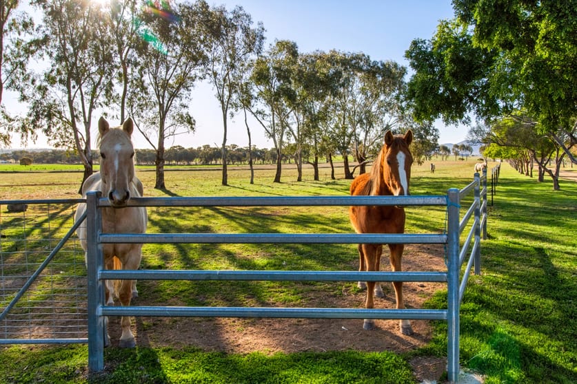 Click to view all images Weemala, 316 Newmans Lane Tamworth NSW 2340 - Image 1