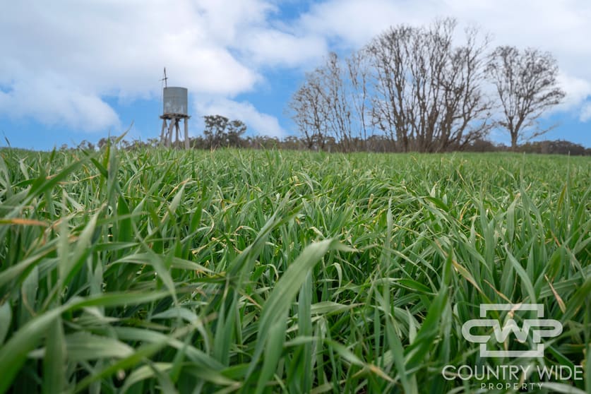 Click to view all images Plain View, 916 Emmaville Road Glen Innes NSW 2370 - Image 1
