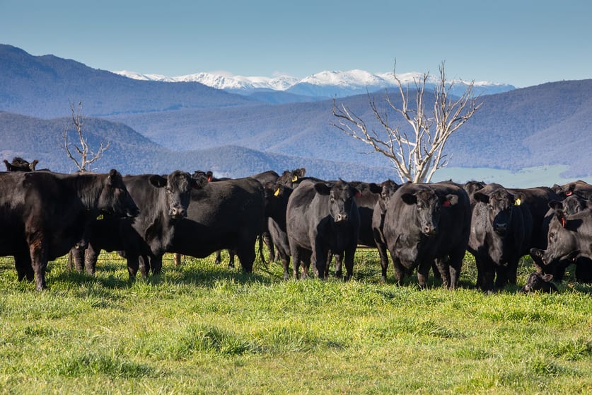 641 Maragle Creek Road Tooma NSW 2642 - Image 1
