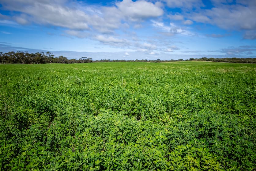 Click to view all images 1769 Emu Flat Road Keith SA 5267 - Image 2