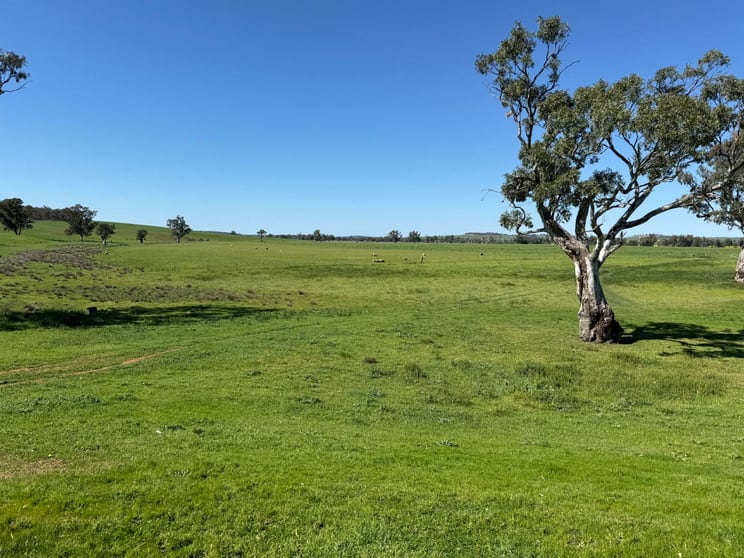 Click to view all images 13999 Golden Highway Dunedoo NSW 2844 - Image 2