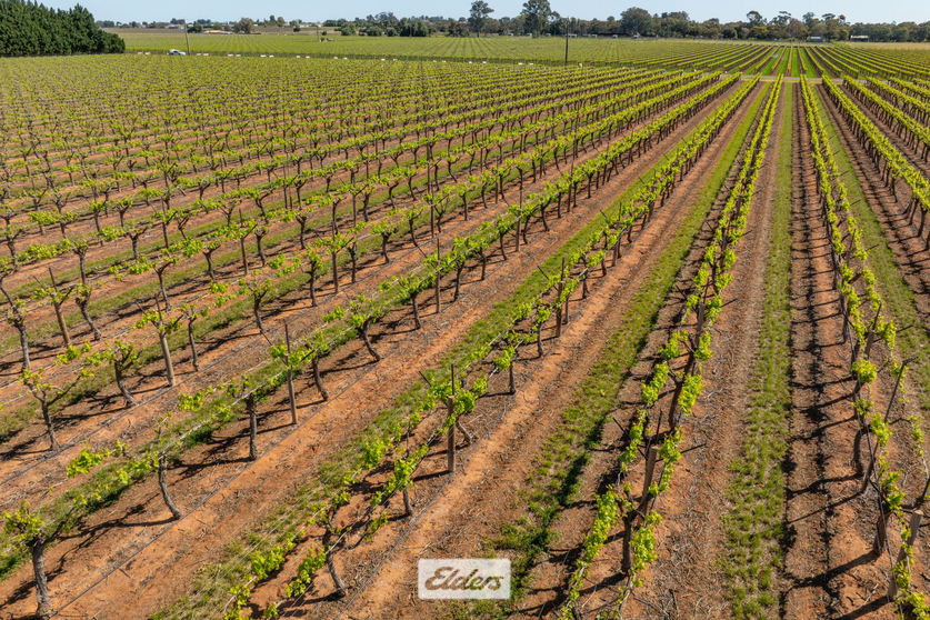 Click to view all images 83A Belar Avenue Irymple VIC 3498 - Image 3