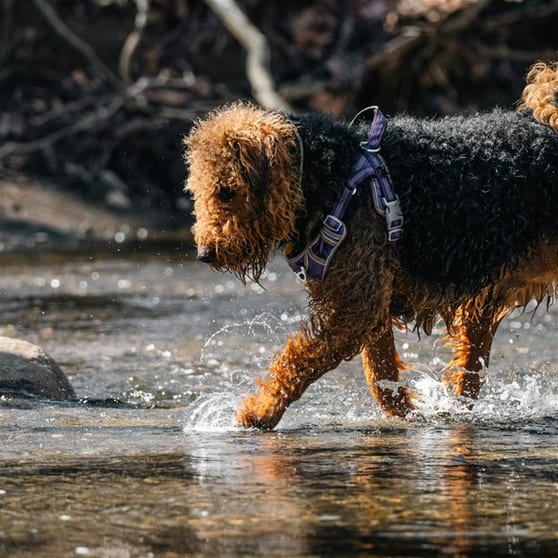 Animal Related  business for sale in Perth - Image 2