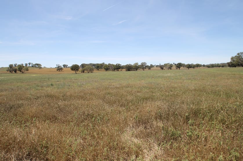 1, 168 & 6/168 Bergalin Road Gulgong NSW 2852 - Image 2