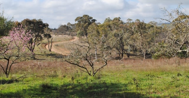 Click to view all images 1224 & 1238 Brayton Road Big Hill NSW 2579 - Image 2