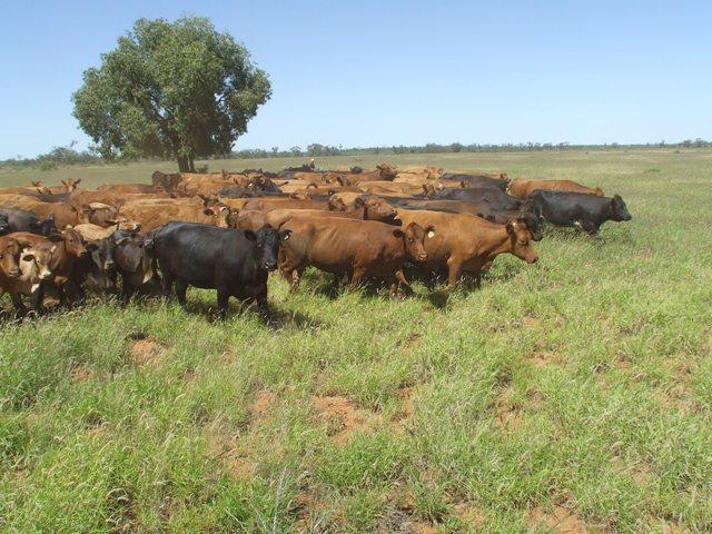 2350 Carnarvon Hwy Thallon QLD 4497 - Image 2