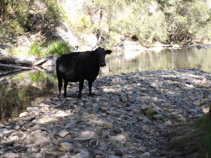 Cooplacurripa NSW 2424 - Image 3