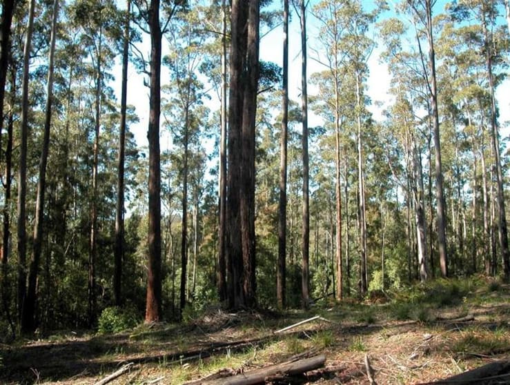 Elands NSW 2429 - Image 2