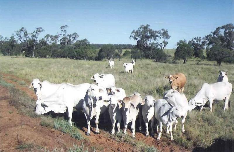 Click to view all images 1272 ACRES Wallumbilla QLD 4428 - Image 1