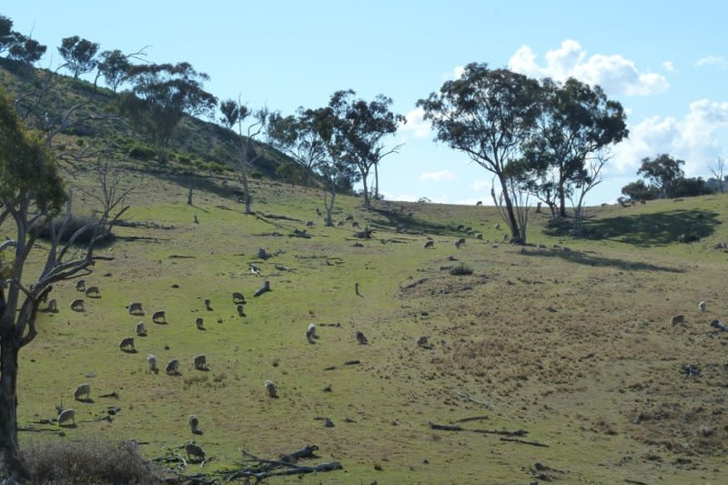 Click to view all images Mudgee NSW 2850 - Image 3