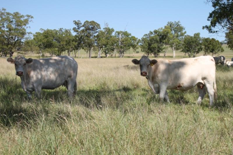 Click to view all images Roma QLD 4455 - Image 1