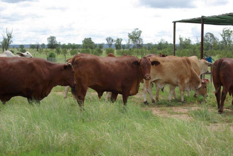 Click to view all images - Wyoming Roma QLD 4455 - Image 1