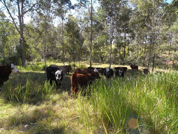 Click to view all images Wherrol Flat NSW 2429 - Image 3