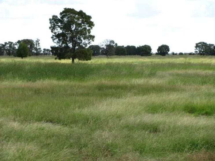 Click to view all images 480 ACRES QUALITY GRAZING Tara QLD 4421 - Image 2