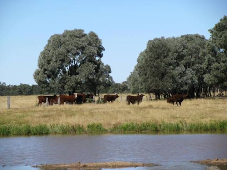 Click to view all images 3500 ACRES GRAZING PROPERTY Tara QLD 4421 - Image 3