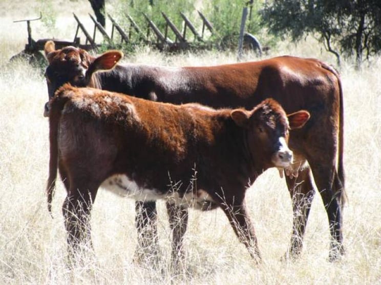 2507 ACRES FARMING andamp; GRAZING Tara QLD 4421 - Image 1