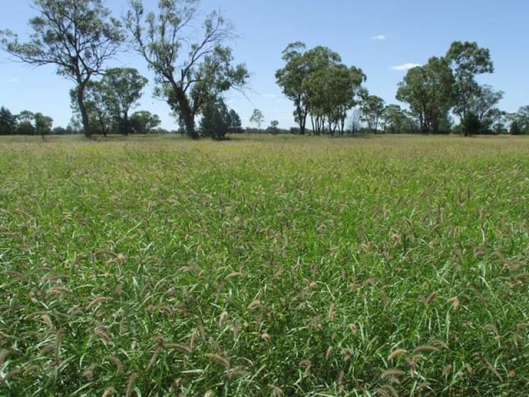 St George QLD 4487 - Image 2