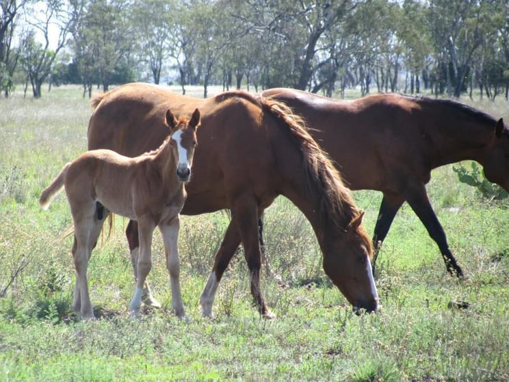 - PRICE REDUCED - Ideal Horse Property Dalby QLD 4405 - Image 1