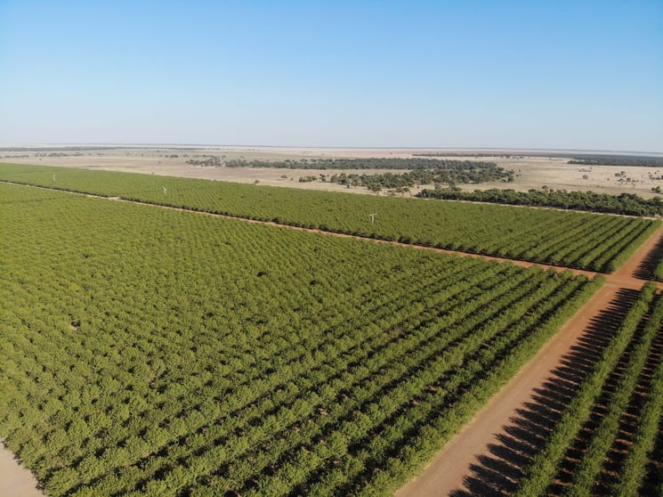 Rural / Farming commercial property for sale at Hillston NSW 2675 Rural / Farming commercial property for sale at Hillston NSW 2675