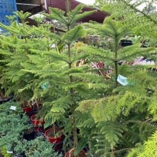 Thriving Garden Centre & Nursery Thriving Garden Centre & Nursery