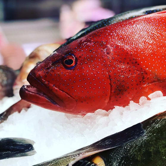 FRESH Fish Shop Amazing opportunity- EBS FRESH Fish Shop Amazing opportunity- EBS