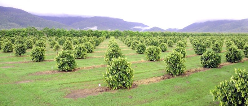 Easy to run, highly  profitable fruit farm.