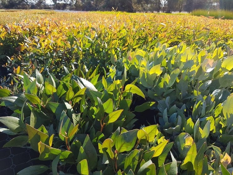 Exceptional Production Tree Seedling Nursery - 21 Hectare Property with 2 Houses Exceptional Production Tree Seedling Nursery - 21 Hectare Property with 2 Houses