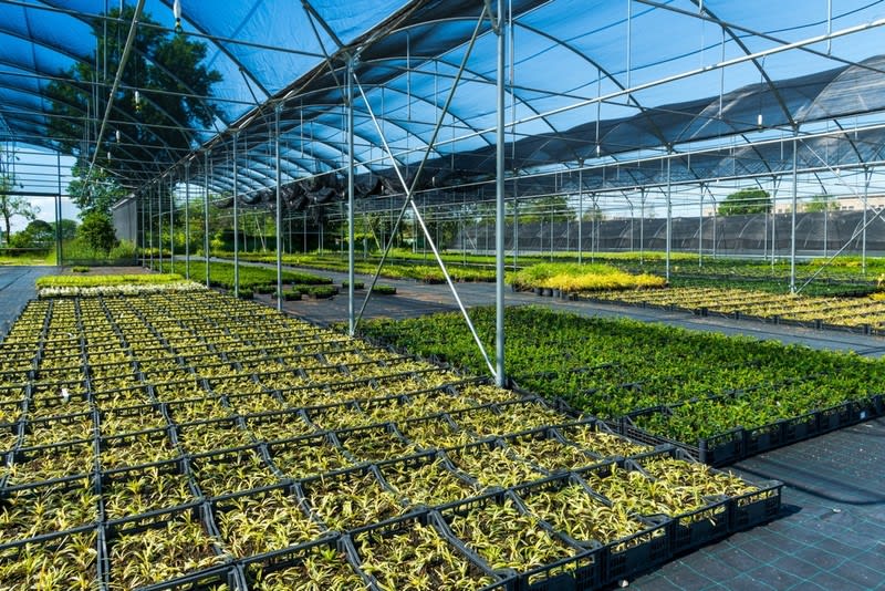 Freehold Production Nursery & Residence - SEQ - Quality Operation Freehold Production Nursery & Residence - SEQ - Quality Operation