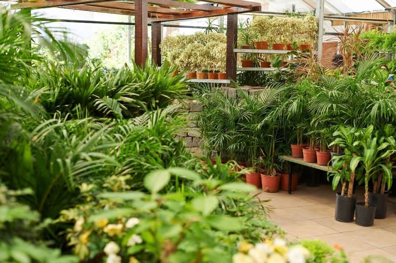 Exotic Wholesale Nursery + Freehold Land | Sunshine Coast | $2.5M Sales, $452K Profit Exotic Wholesale Nursery + Freehold Land | Sunshine Coast | $2.5M Sales, $452K Profit