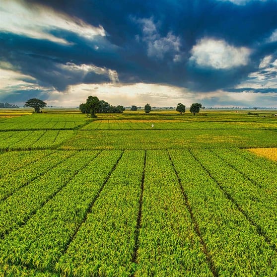 Global Leader in Broadacre Farming Machinery  80% Sale 5898