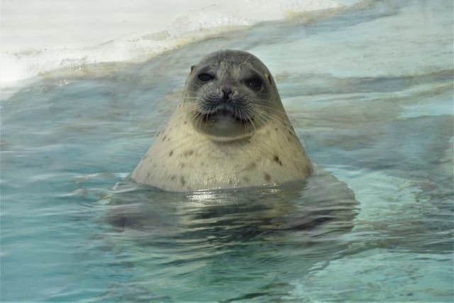 Osaka Aquarium Kaiyukan: One of the World's Largest-Class Aquariums in ...