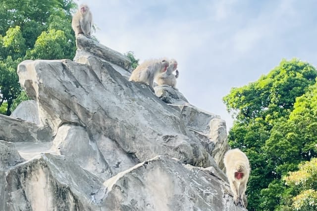 Monkey Mountain