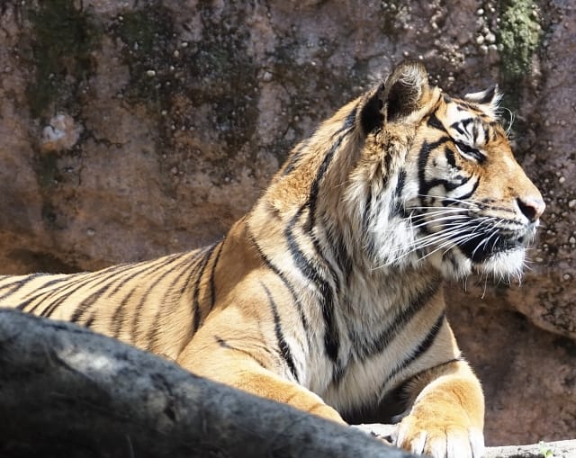 Sumatran Tiger