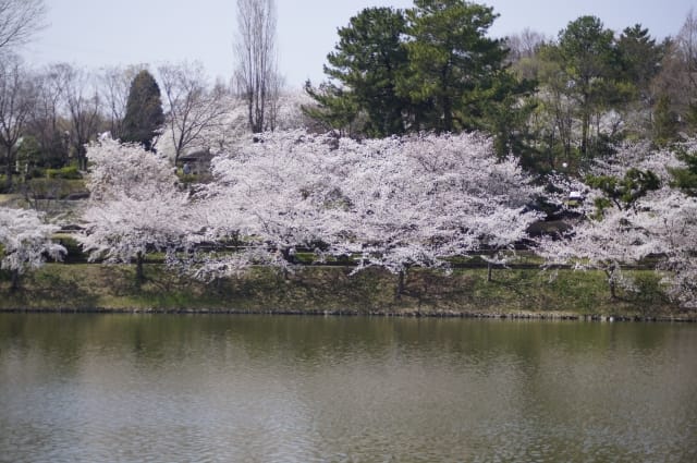 Cherry Blossoms