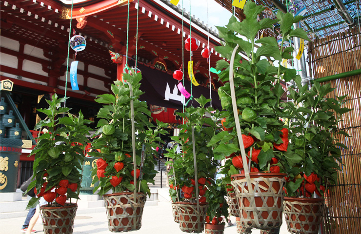 46,000 Day Festival - Ground Cherry Market
