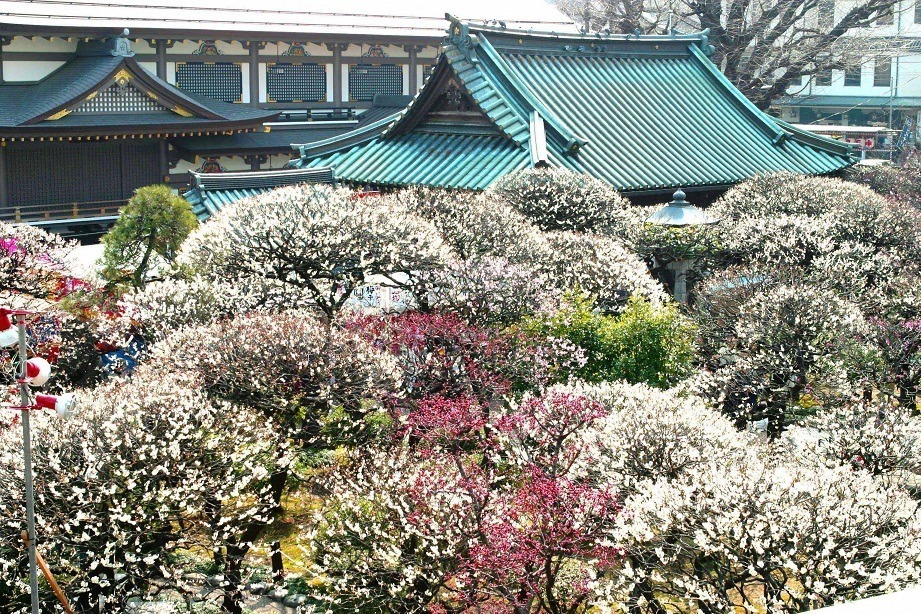 68th Bunkyo Plum Festival