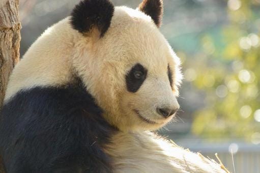 A Panda at Ueno Zoo