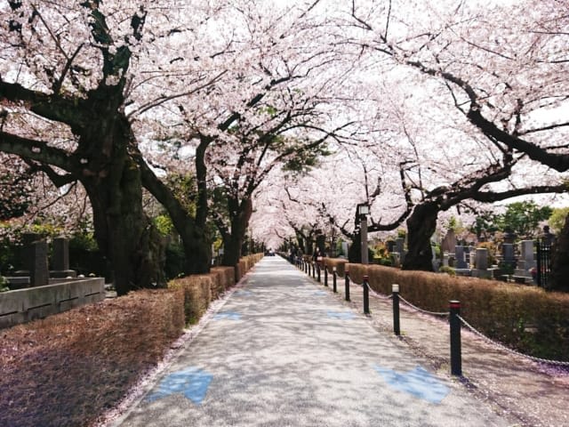 Aoyama Cemetery