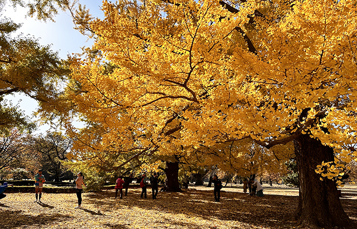 Autumn Leaves at Shinjuku Gyoen