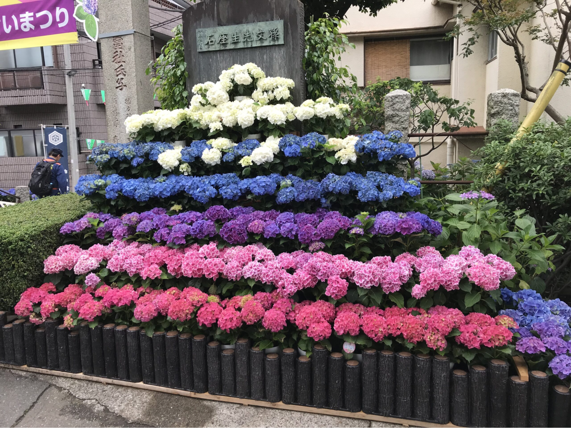 Bunkyo Hydrangea Festival