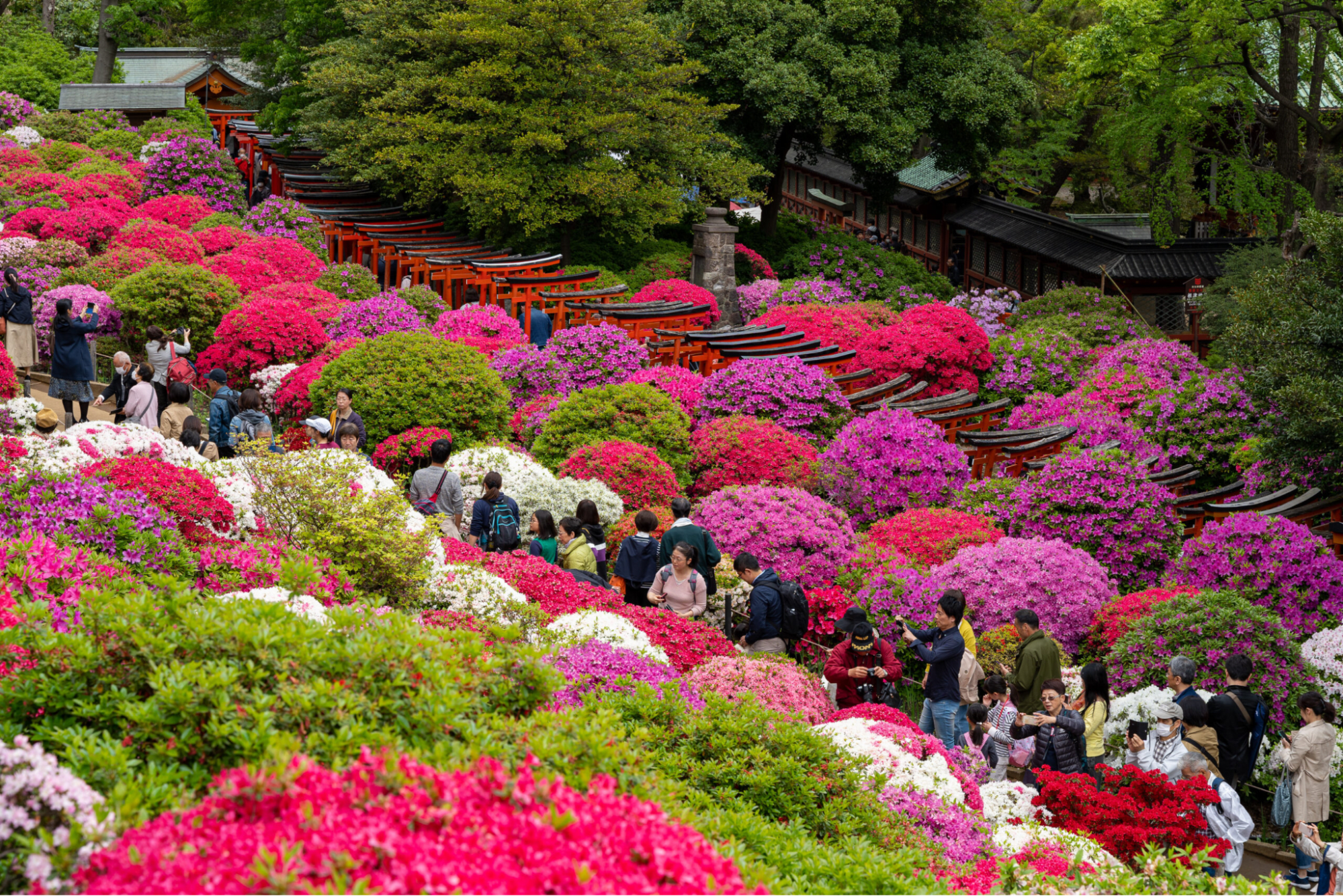 Bunkyo Tsutsuji Festival