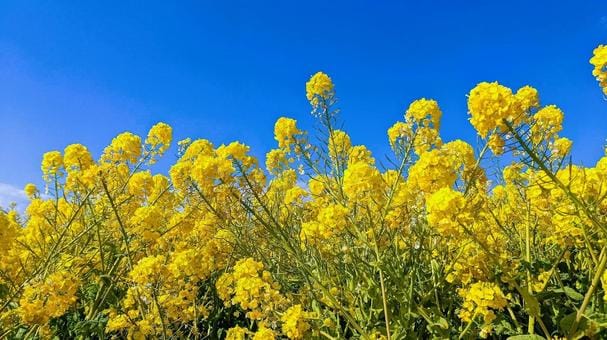 Canola Flowers