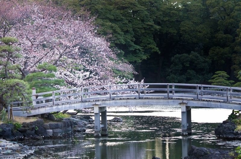 Cherry Blossoms at Hama-rikyū Gardens