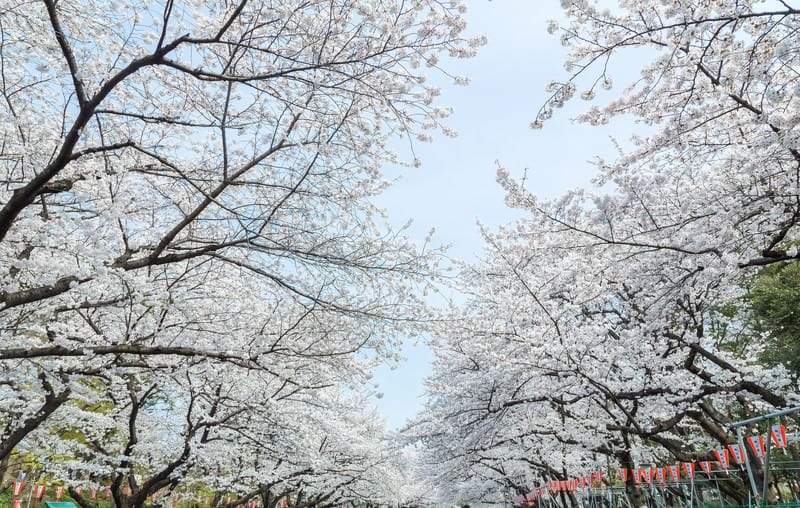 Cherry Blossoms at Ueno Park1