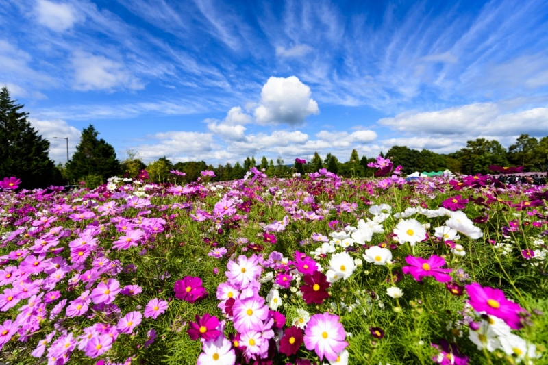 Cosmos Festival