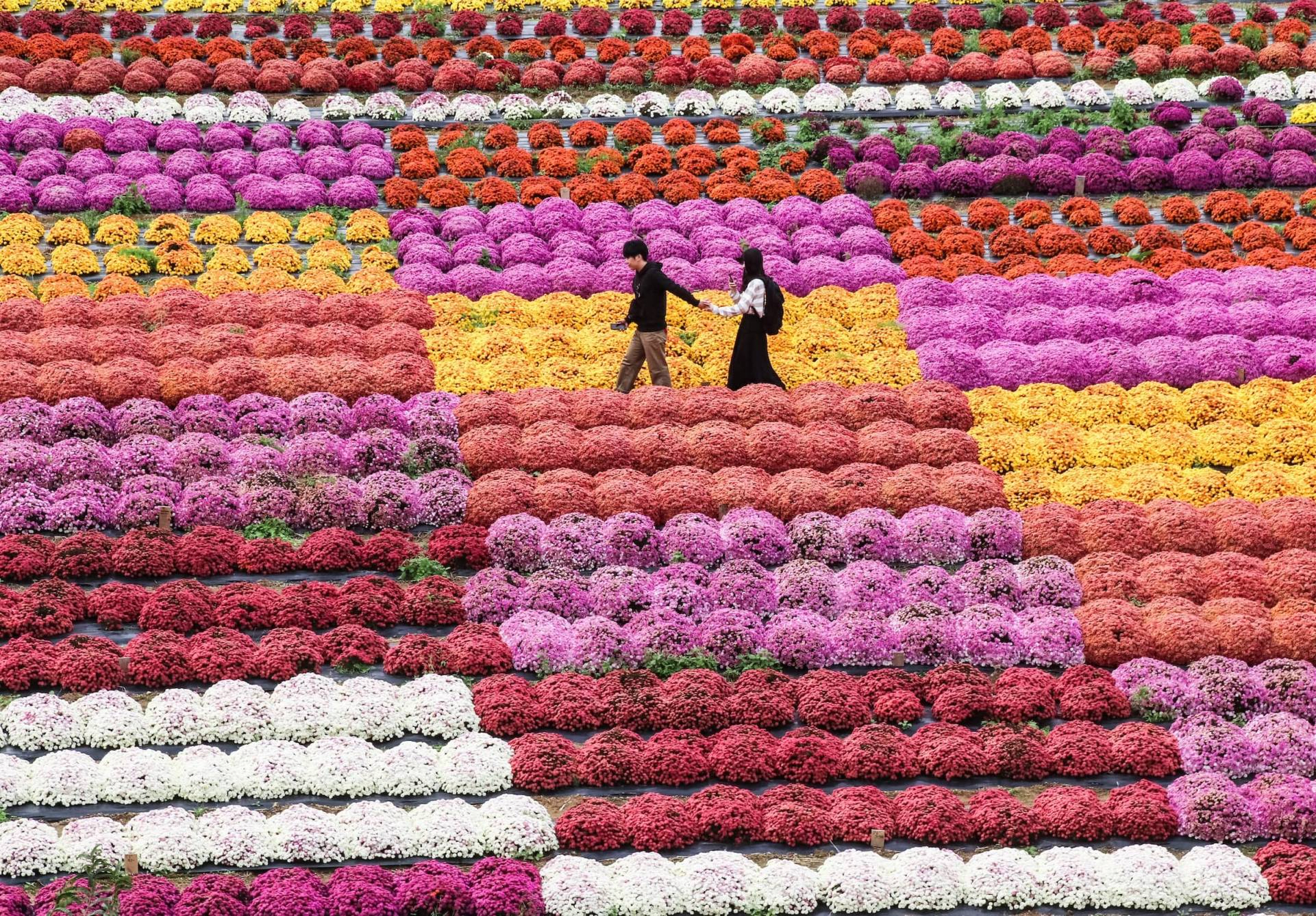 Dahlia Festival
