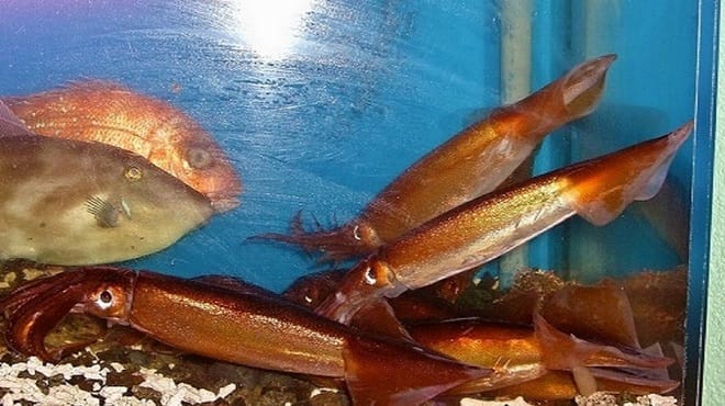 Dishes using live squid and live hair crab are outstandingly fresh