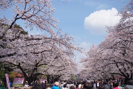 Don't Miss the "Ueno Cherry Blossom Festival"